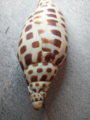 Vintage Scaphella Junonia Shell-3.9