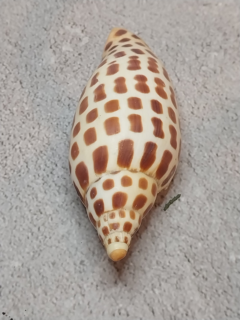 Vintage Scaphella Junonia Shell-4"x1.6"