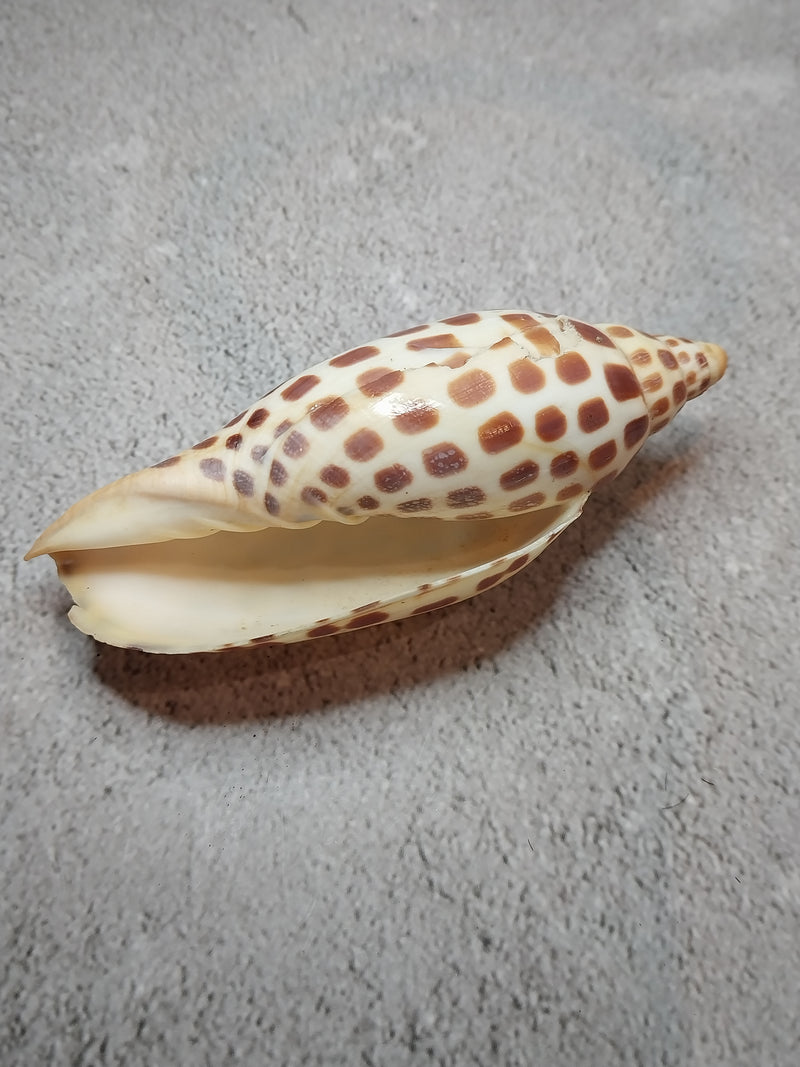 Vintage Scaphella Junonia Shell-4"x1.6"