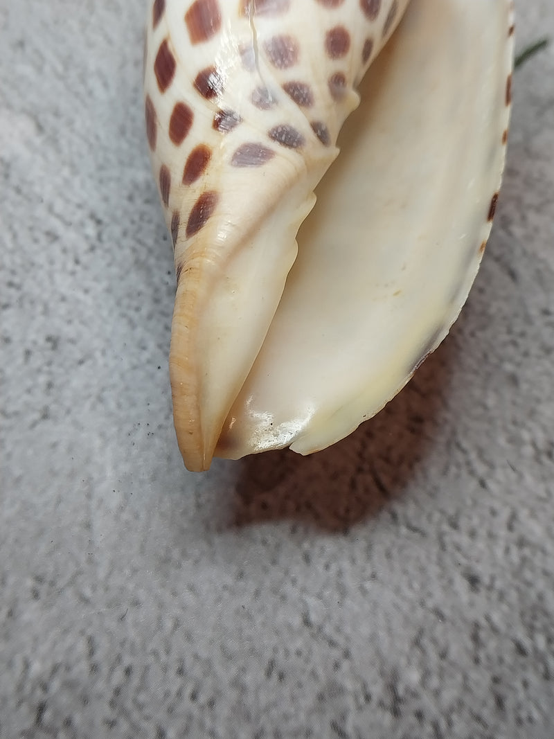 Vintage Scaphella Junonia Shell-4"x1.6"