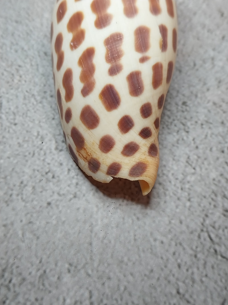 Vintage Scaphella Junonia Shell-4"x1.6"