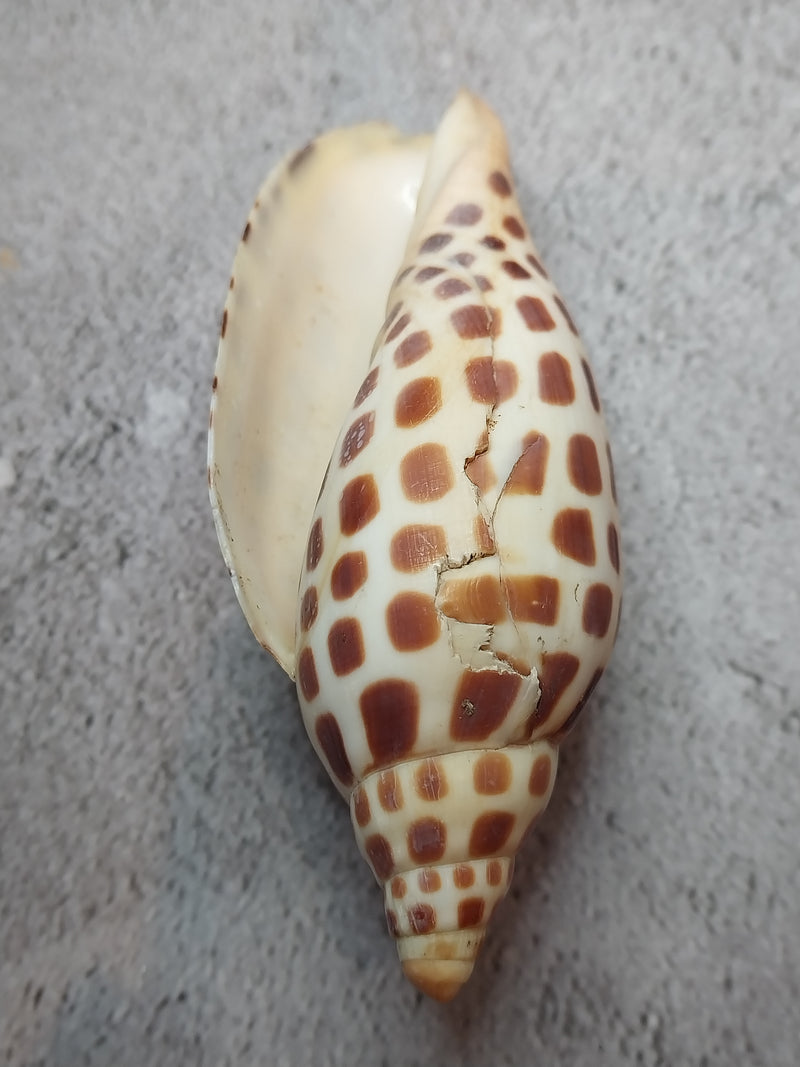 Vintage Scaphella Junonia Shell-4"x1.6"