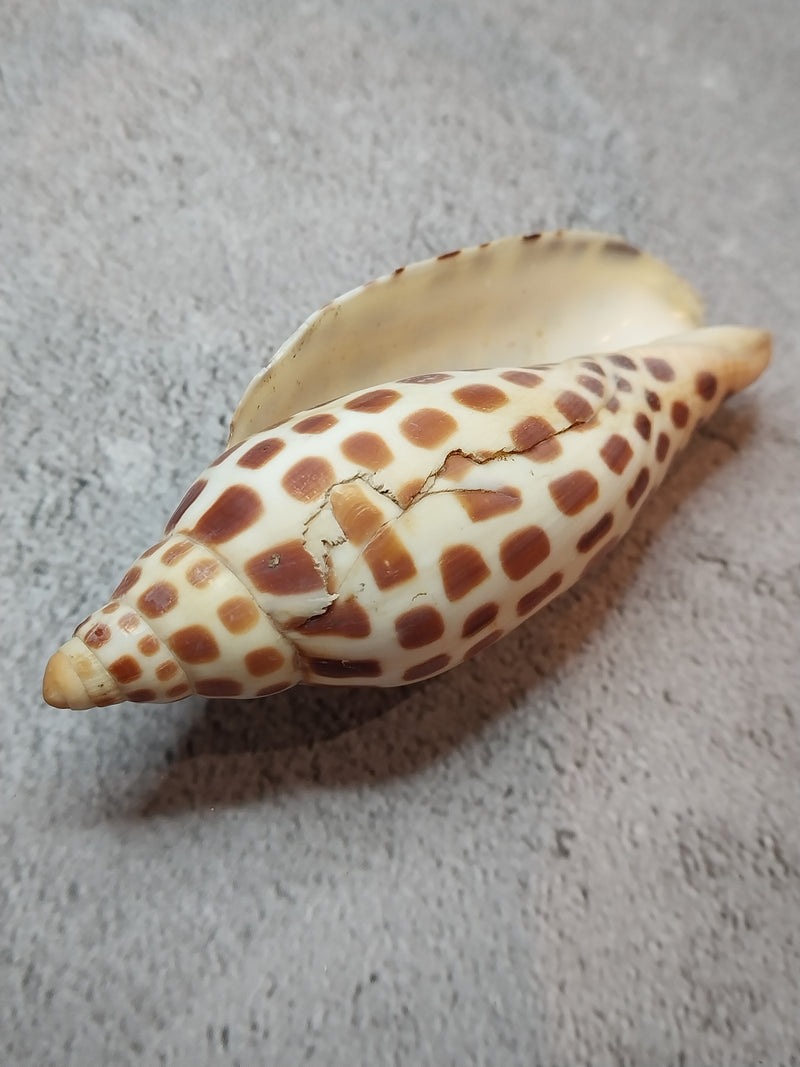 Vintage Scaphella Junonia Shell-4"x1.6"