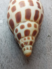 Vintage Scaphella Junonia Shell-4