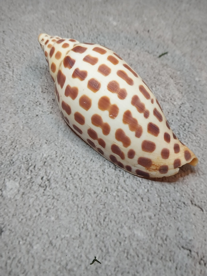 Vintage Scaphella Junonia Shell-4"x1.6"