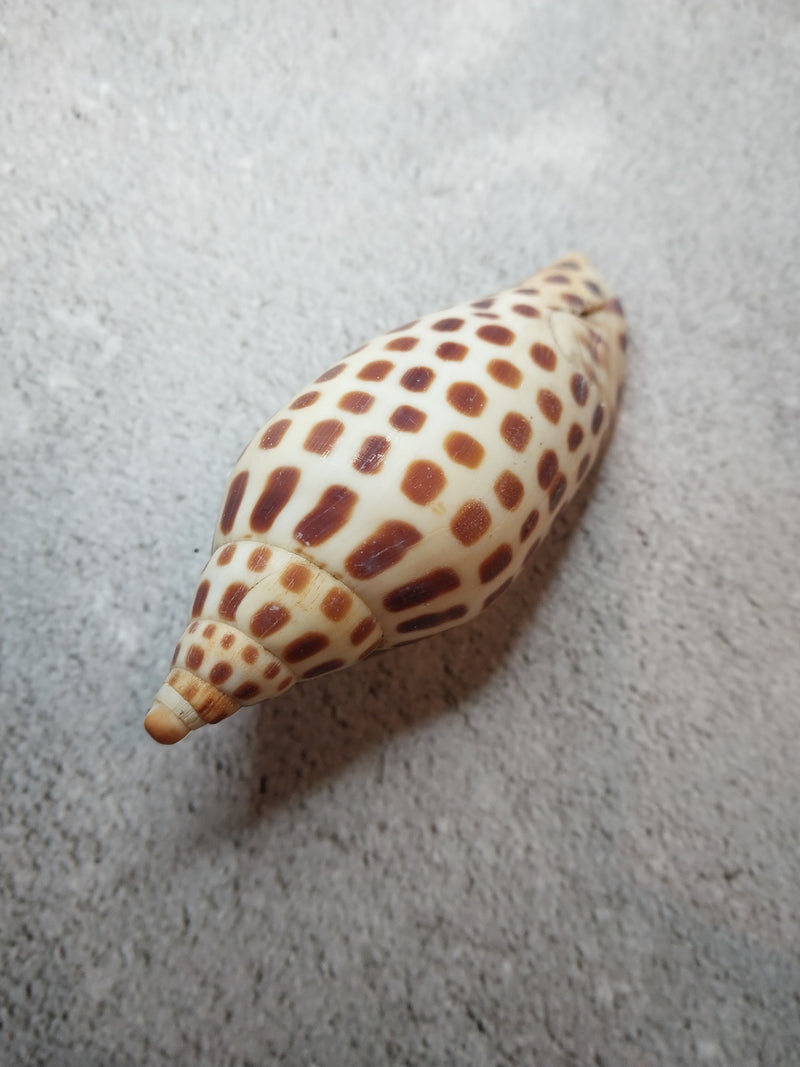 Vintage Scaphella Junonia Shell-3.3"x1.4"