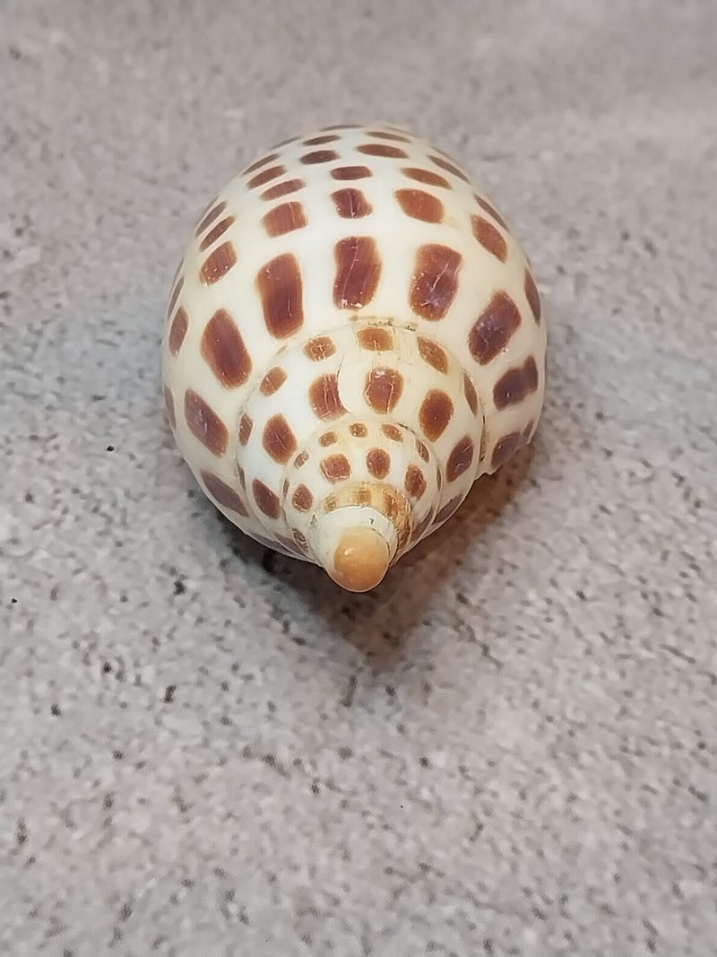 Vintage Scaphella Junonia Shell-3.3"x1.4"