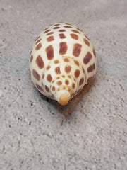 Vintage Scaphella Junonia Shell-3.3