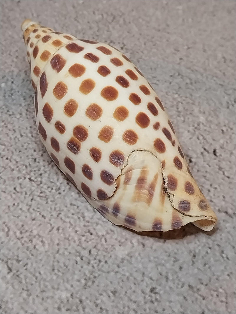 Vintage Scaphella Junonia Shell-3.3"x1.4"