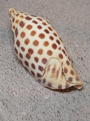 Vintage Scaphella Junonia Shell-3.3