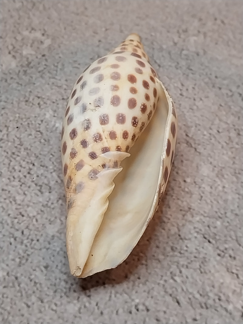 Vintage Scaphella Junonia Shell-3.3"x1.4"