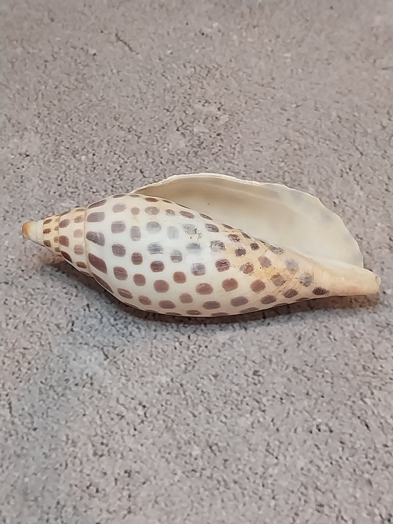 Vintage Scaphella Junonia Shell-3.3"x1.4"