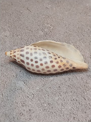 Vintage Scaphella Junonia Shell-3.3