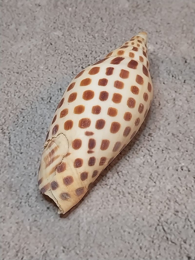 Vintage Scaphella Junonia Shell-3.3"x1.4"