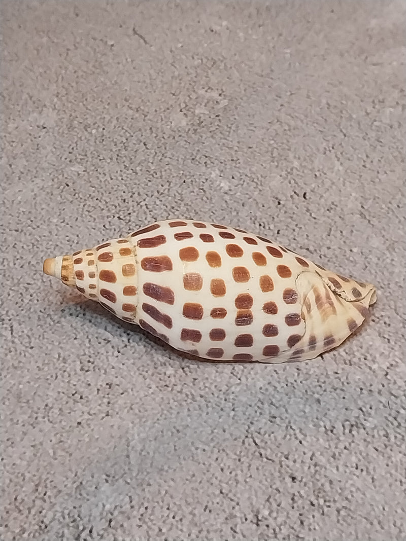 Vintage Scaphella Junonia Shell-3.3"x1.4"