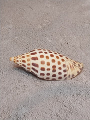 Vintage Scaphella Junonia Shell-3.3