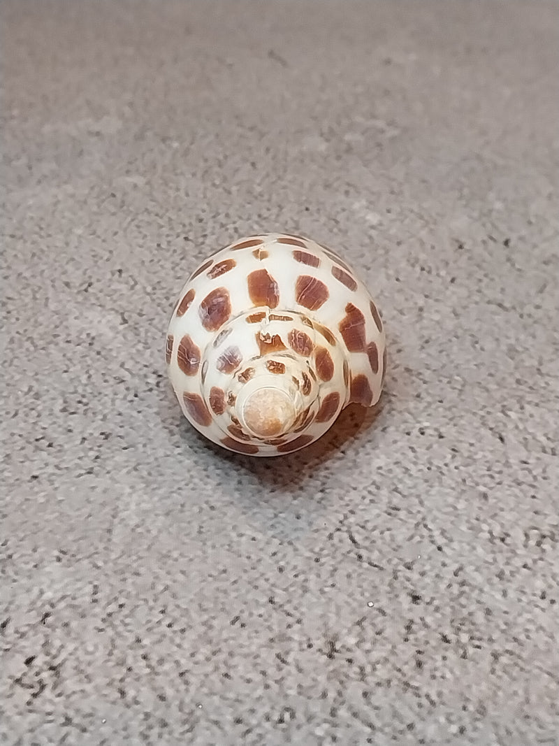 Vintage Scaphella Junonia Shell-3"x1.2"