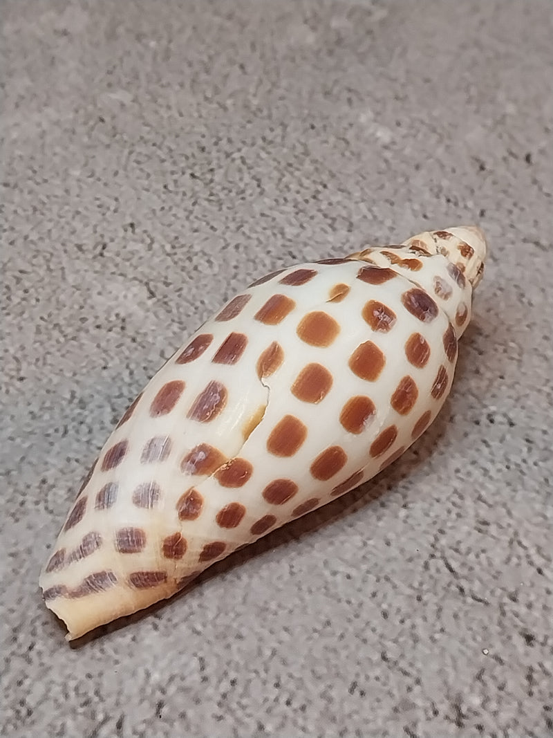 Vintage Scaphella Junonia Shell-3"x1.2"