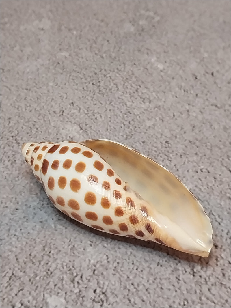 Vintage Scaphella Junonia Shell-3"x1.2"