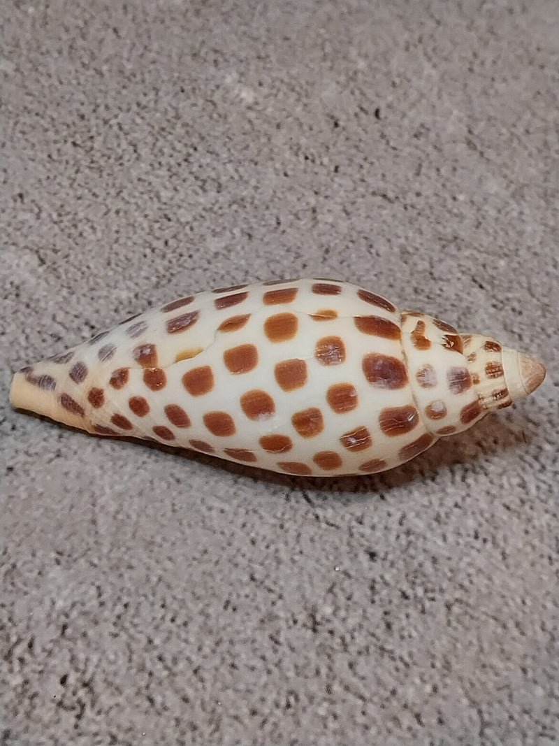 Vintage Scaphella Junonia Shell-3"x1.2"