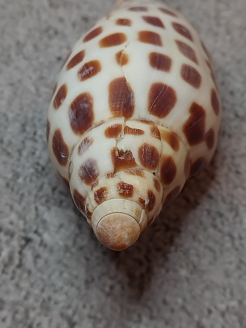 Vintage Scaphella Junonia Shell-3"x1.2"