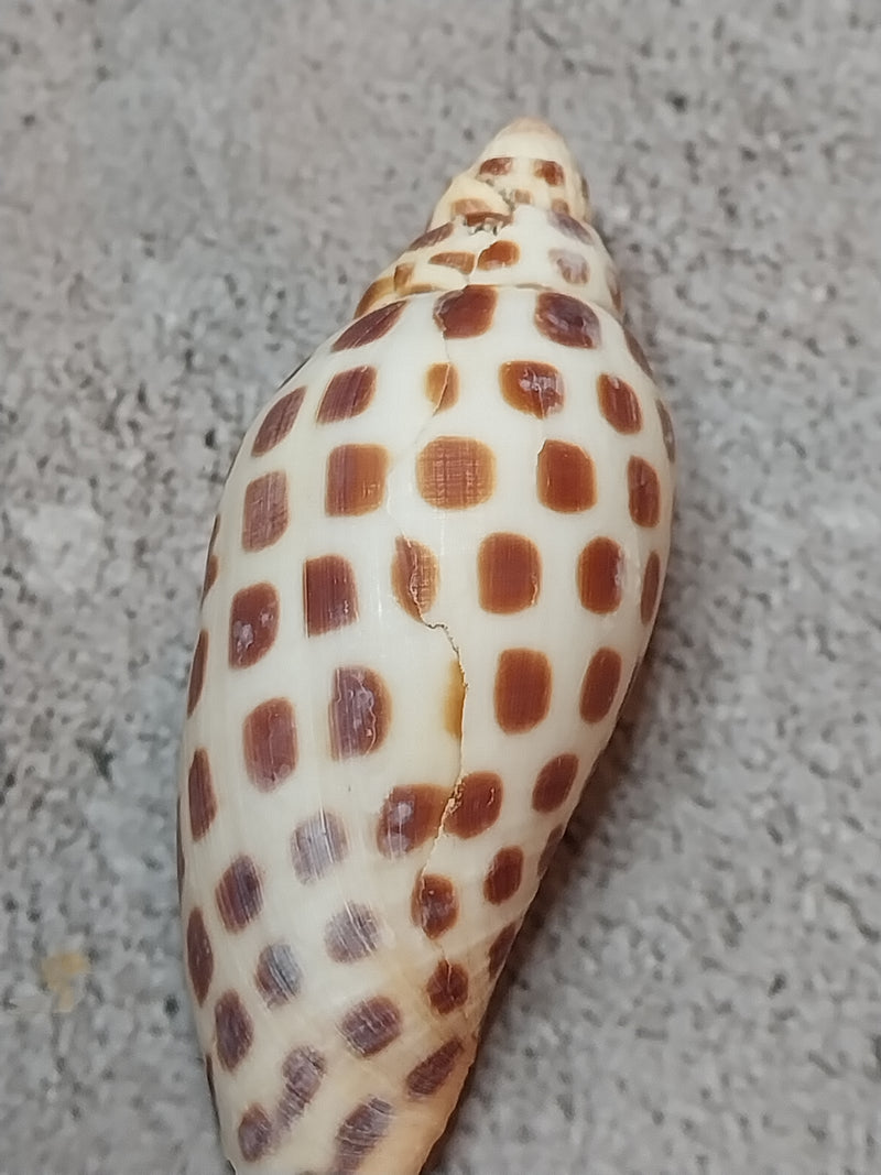 Vintage Scaphella Junonia Shell-3"x1.2"