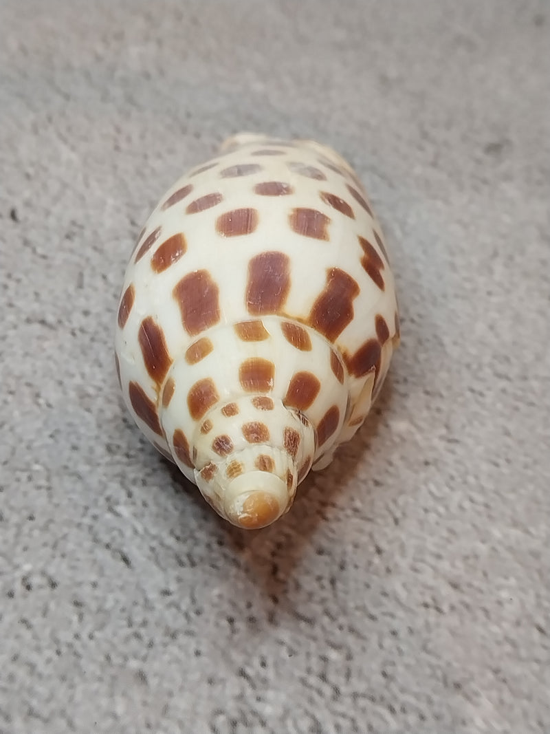 Vintage Scaphella Junonia Shell-3.3"x1.3"