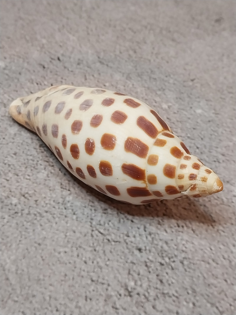 Vintage Scaphella Junonia Shell-3.3"x1.3"