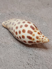 Vintage Scaphella Junonia Shell-3.3