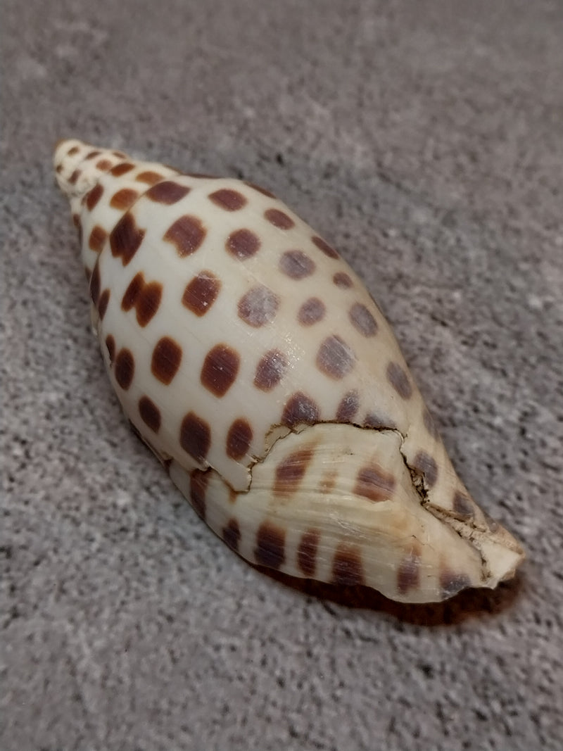 Vintage Scaphella Junonia Shell-3.3"x1.3"