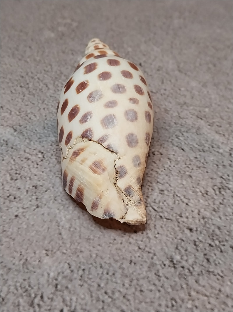 Vintage Scaphella Junonia Shell-3.3"x1.3"