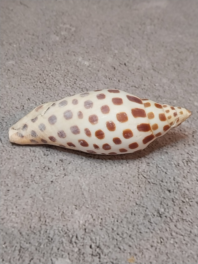 Vintage Scaphella Junonia Shell-3.3"x1.3"