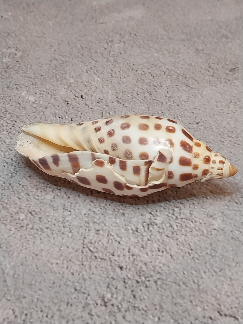 Vintage Scaphella Junonia Shell-3.3"x1.3"