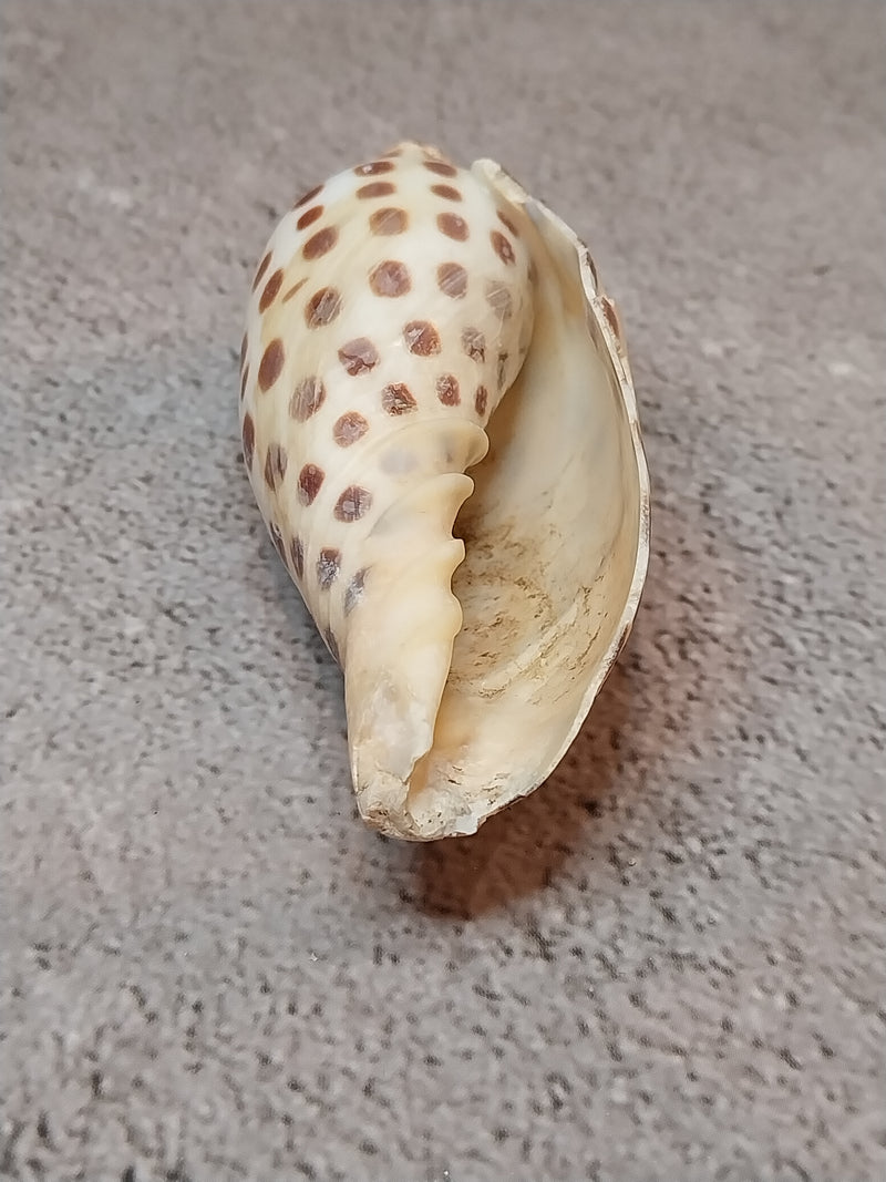 Vintage Scaphella Junonia Shell-3.3"x1.3"