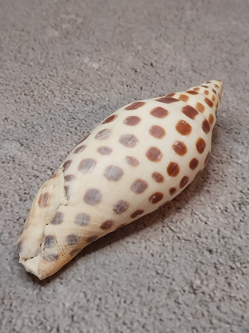 Vintage Scaphella Junonia Shell-3.3"x1.3"