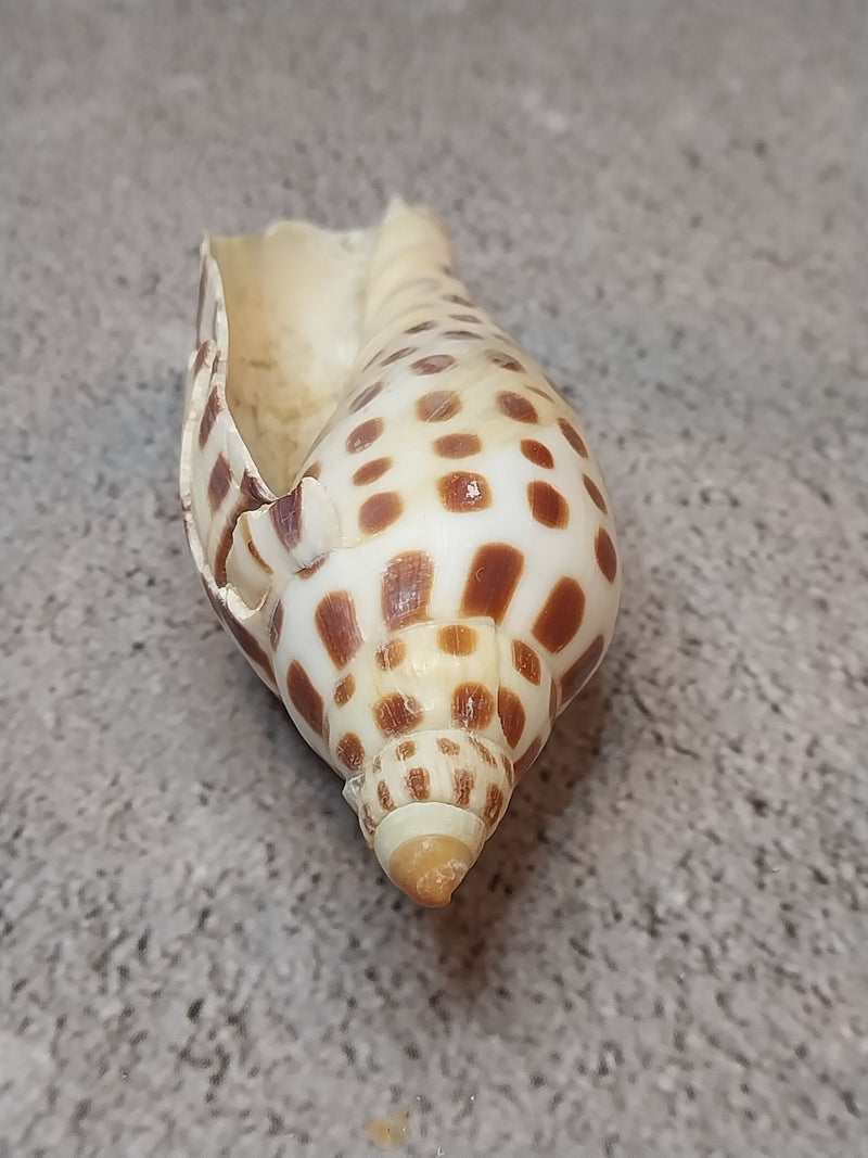 Vintage Scaphella Junonia Shell-3.3"x1.3"