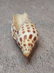 Vintage Scaphella Junonia Shell-3.3