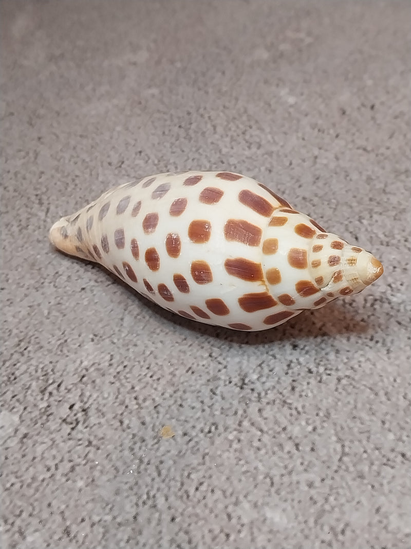 Vintage Scaphella Junonia Shell-3.3"x1.3"