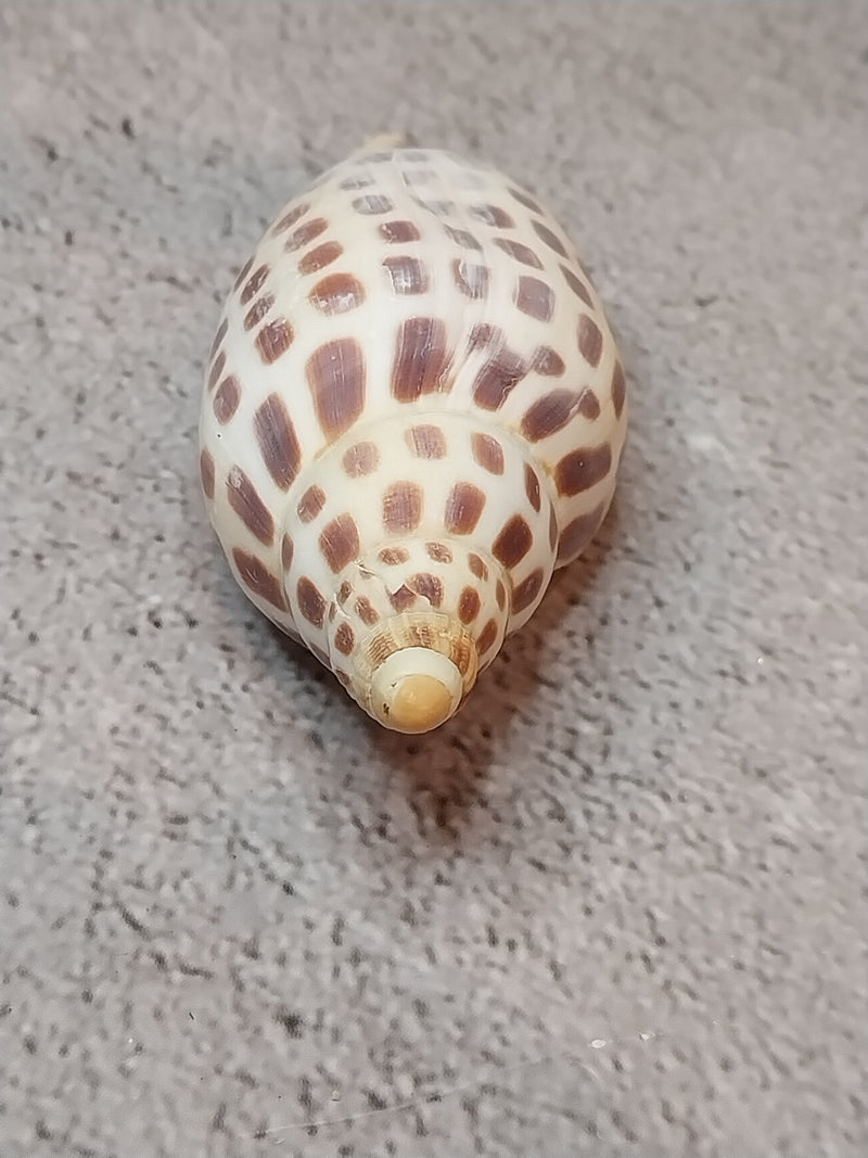 Vintage Scaphella Junonia Shell-3.3"x1.2"