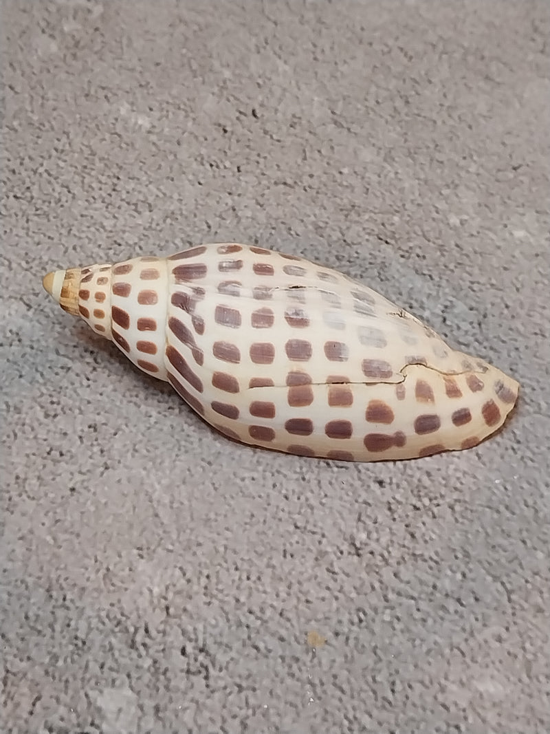 Vintage Scaphella Junonia Shell-3.3"x1.2"