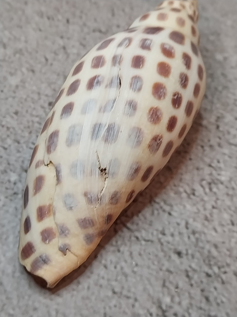 Vintage Scaphella Junonia Shell-3.3"x1.2"