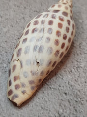 Vintage Scaphella Junonia Shell-3.3