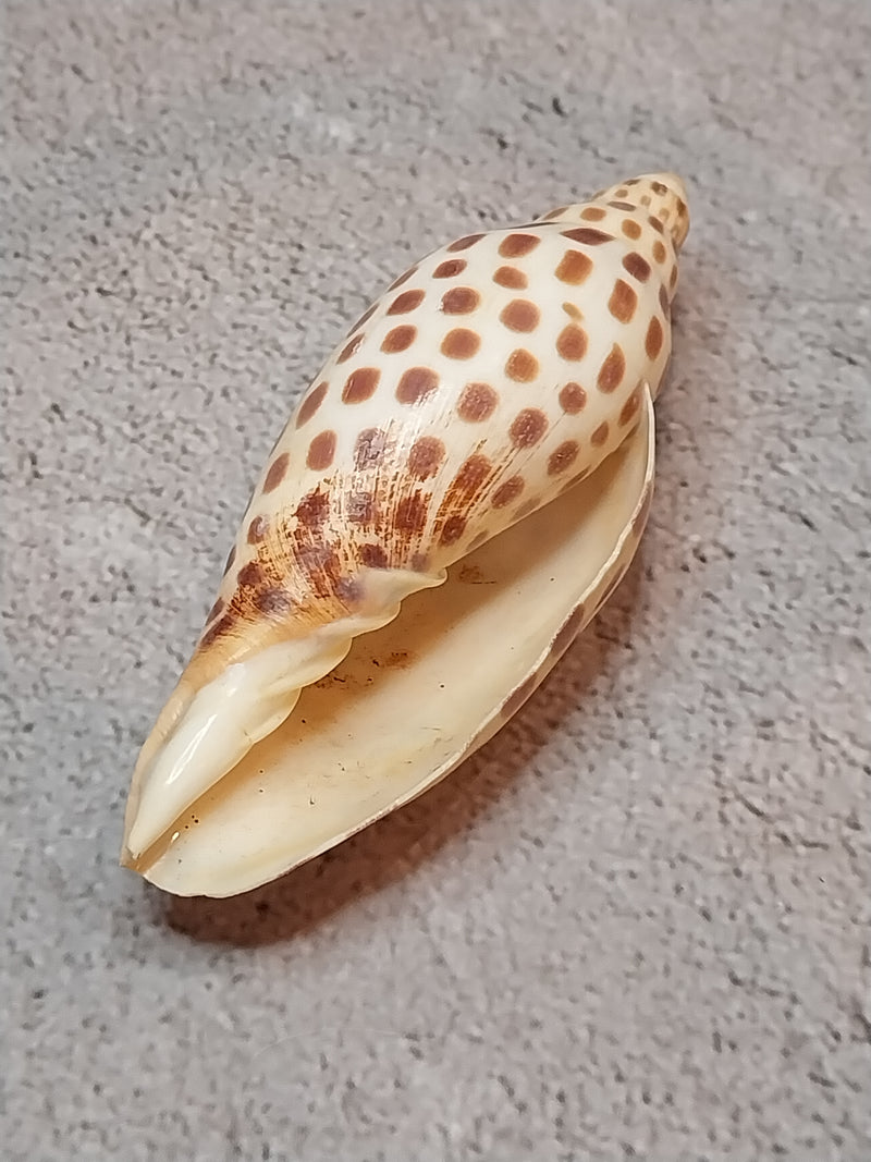 Vintage Scaphella Junonia Shell-3.3"x1.2"