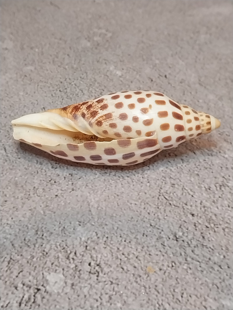 Vintage Scaphella Junonia Shell-3.3"x1.2"