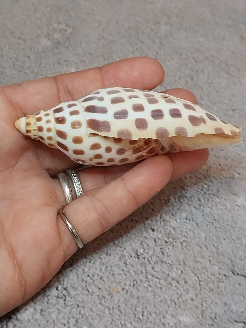 Vintage Scaphella Junonia Shell-3.3"x1.2"