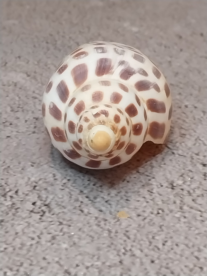 Vintage Scaphella Junonia Shell-3.3"x1.2"