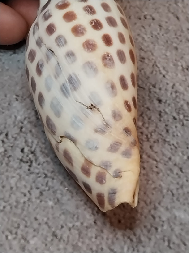 Vintage Scaphella Junonia Shell-3.3"x1.2"