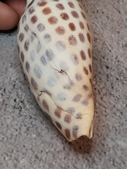 Vintage Scaphella Junonia Shell-3.3