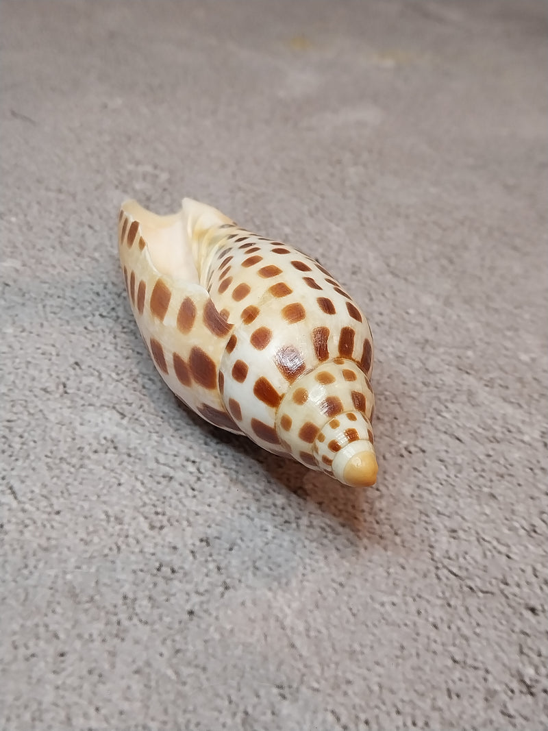 Vintage Scaphella Junonia Shell-3.8"x1.5"