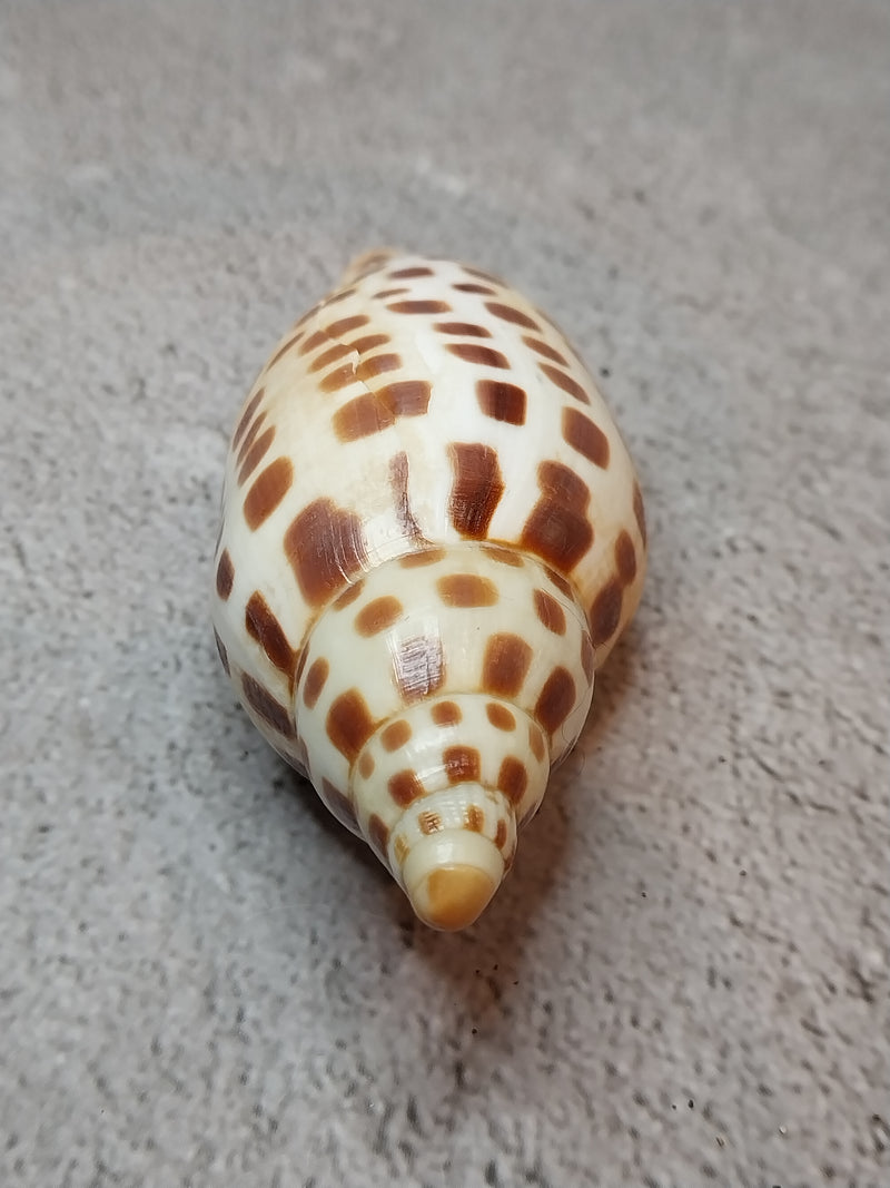 Vintage Scaphella Junonia Shell-3.8"x1.5"